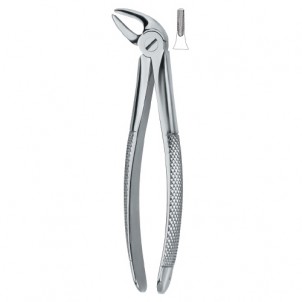 Lower Incisors and Canines 4